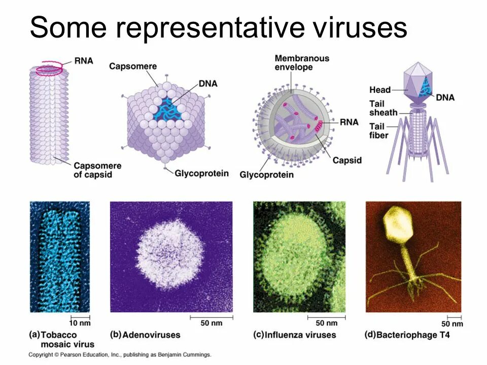 Формы вирусов. Вирус. Разнообразие форм вирусов. Видовые названия вирусов. Представители вирусов биология