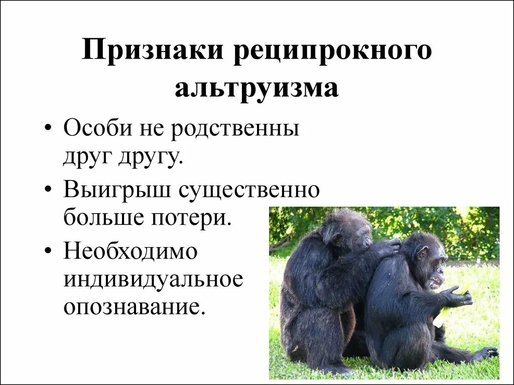 Естественный отбор индивидуальный и групповой. Реципрокный альтруизм. Альтруистическое поведение животных. Альтруизм в биологии. Альтруизм примеры биология.