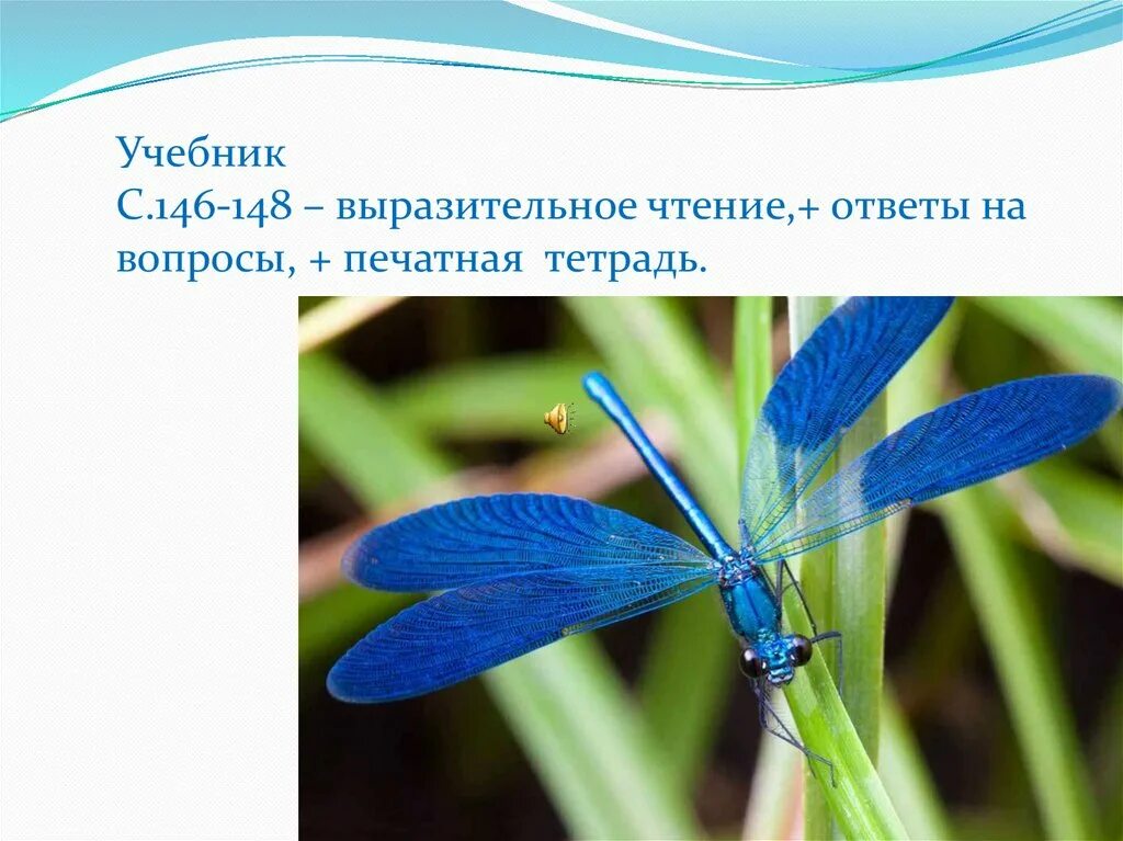 Голубая Стрекоза пришвин. Синяя Стрекоза название. Стрекоза презентация. Рассказ голубая Стрекоза.