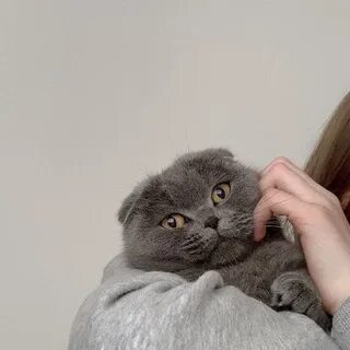 Ники котик