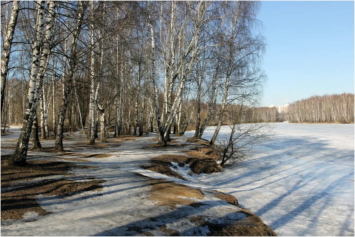 Сейчас начало весны. Лес ранней весной.