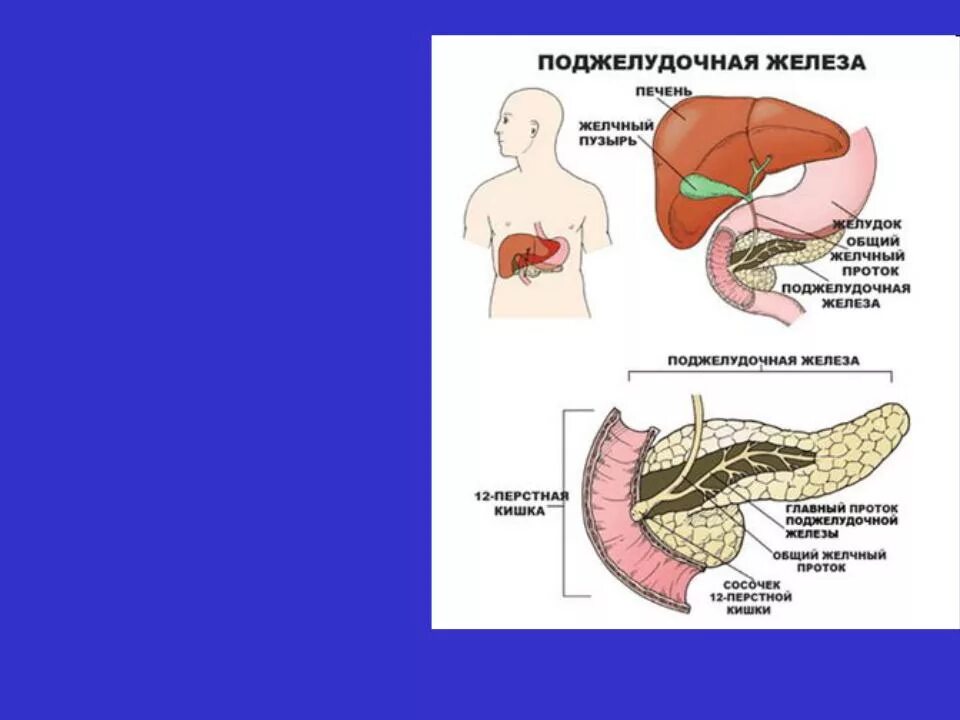 Часть ба. 12 Перстная кишка и поджелудочная железа. Строение поджелудочной железы перешеек. Печень и 12-перстная кишка. Искривленная поджелудочная железа.