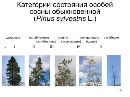 Определение состояния дерева