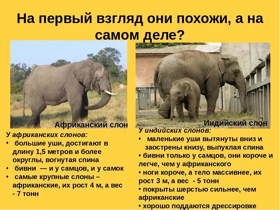 Elephant на русском языке. Сведения о слоне. Где живут слоны. Где живут сёмы. Слоны описание.