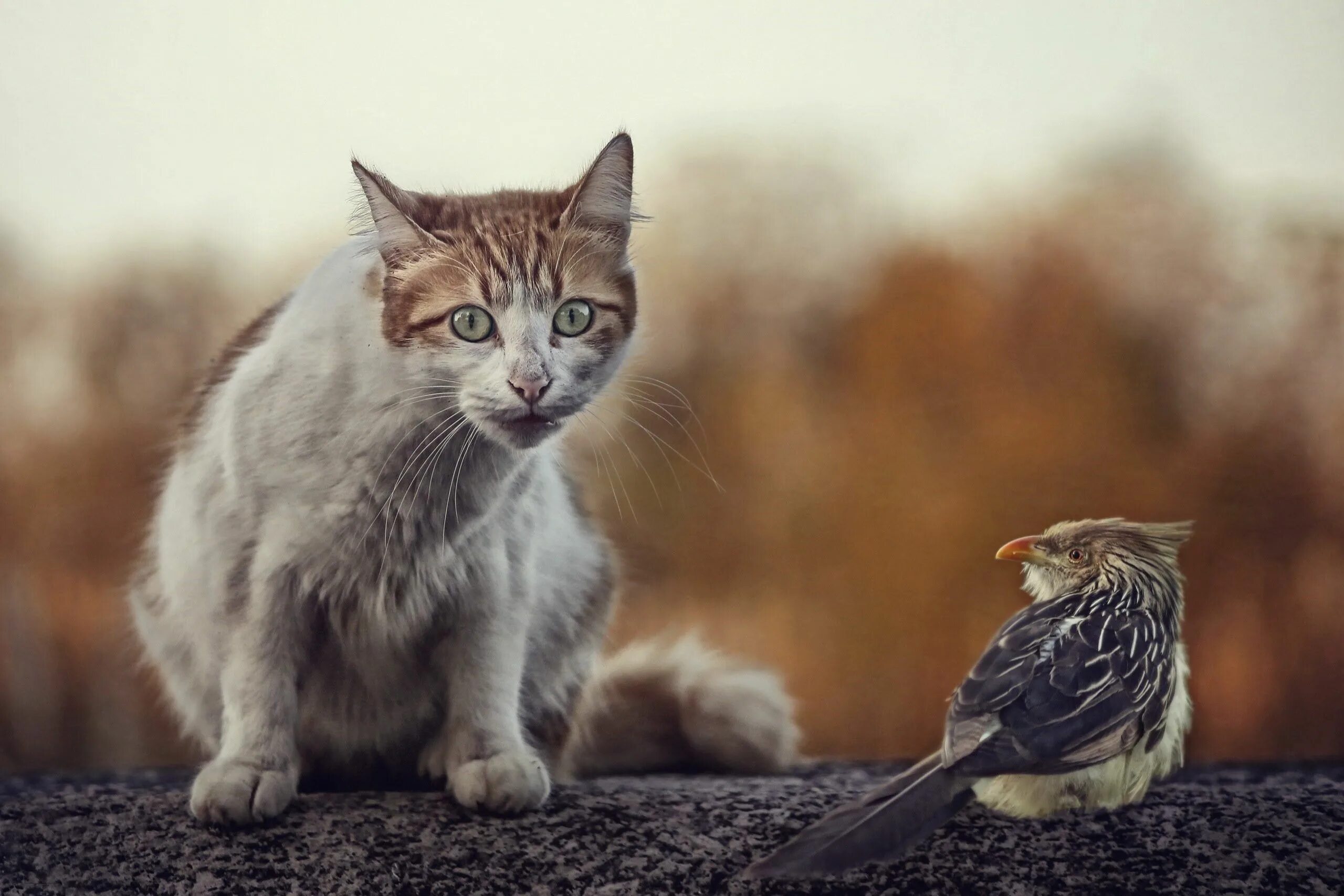 Кот и Воробей. Кот охотится на птичку. Птички для кошек. Котенок и птицы.