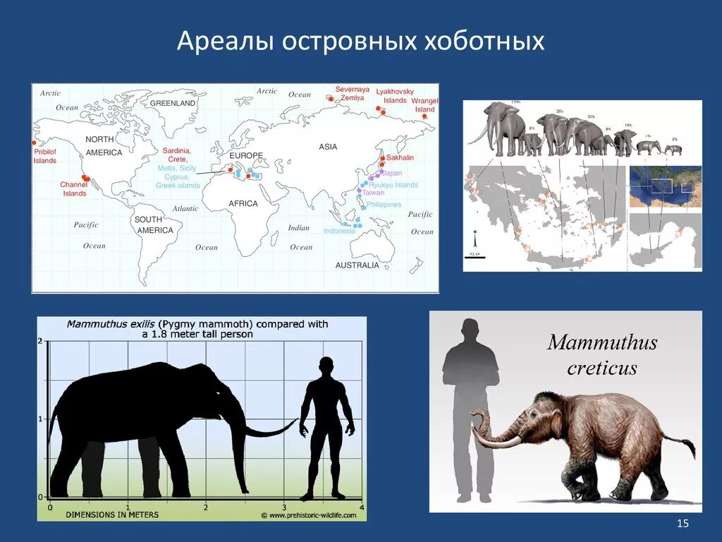 Африканские слоны ареал обитания. Ареал хоботных. Отряд хоботные ареал обитания. Африканский слон ареал. Где обитает слон материк