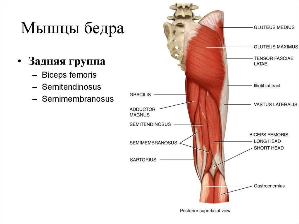 Анатомия мышц задней поверхности бедра человека. Мышцы передней поверхности бедра. Мышцы бедра задняя группа. Правая нога бедро мышцы