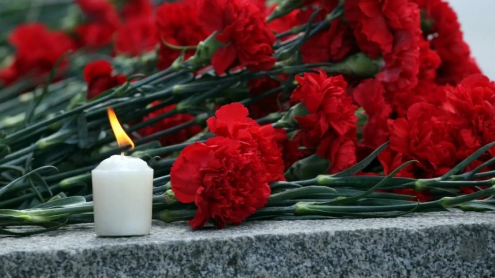 День общенационального траура по погибшим. Скорбь. Вечная память. Гвоздики память. Траурные цветы.