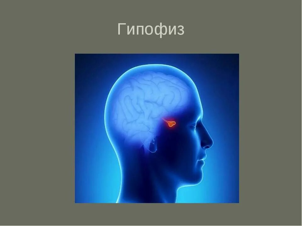 гипофиз 4. гипофиз в разрезе. гипофиз строение , гормоны передней доли гипофиза. доли гипофиза. аденогипофиз строение передней доли гипофиза.