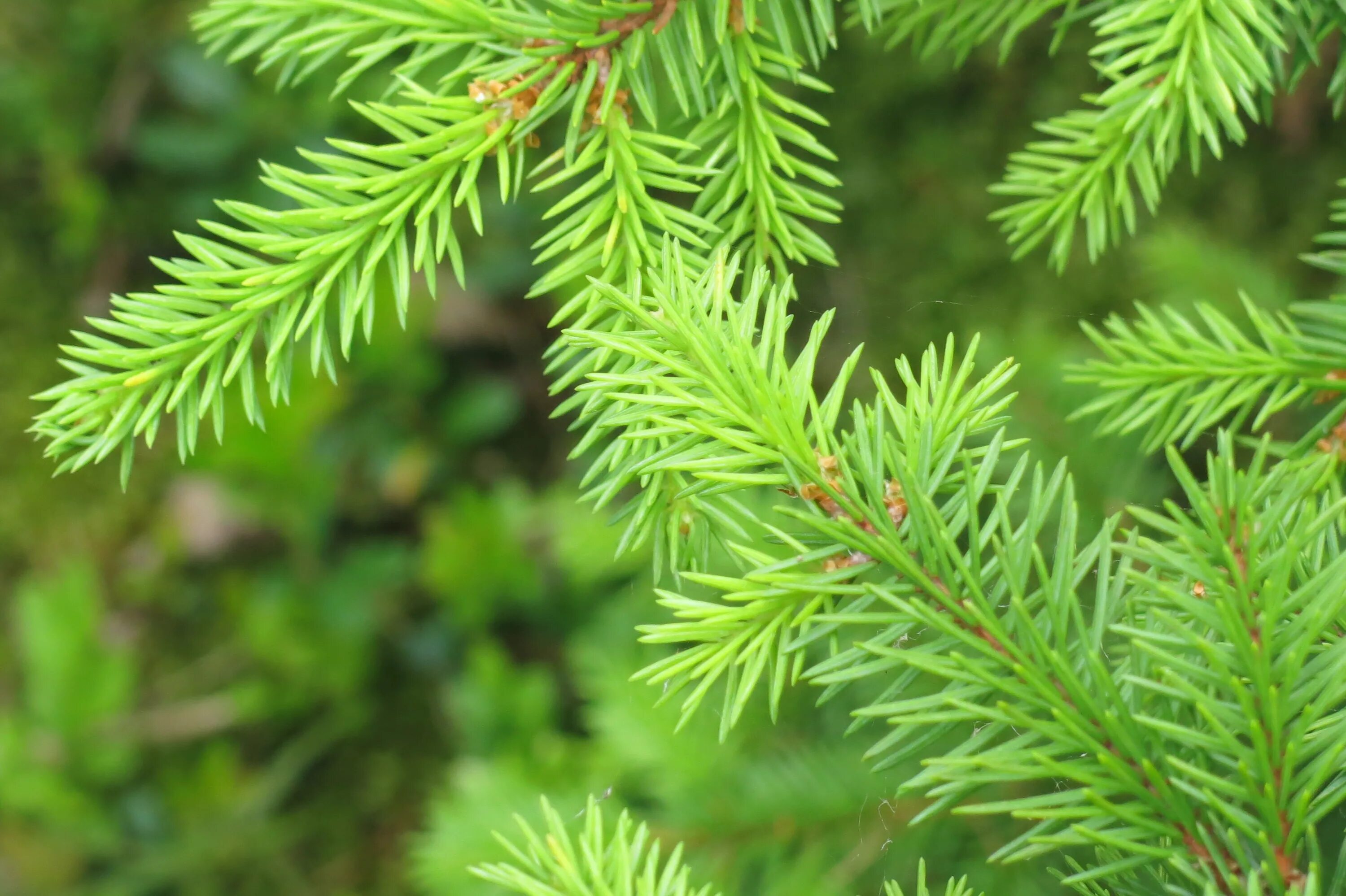 Free Images : leaf, flower, green, evergreen, botany, christmas tree, twig, coni