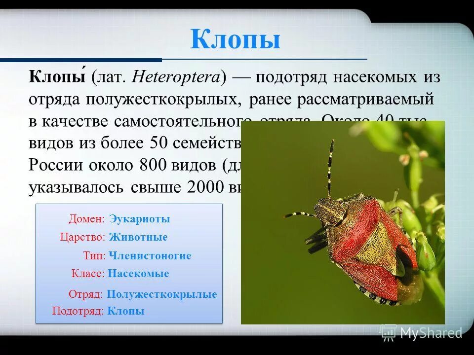 Клоп содержание. Клоп содержание
