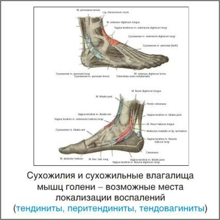 Сухожилия стопы. Болит лодыжка сбоку с внутренней стороны. Мышцы стопы сбоку внутри. Ступня болит сбоку с внешней стороны пятки.