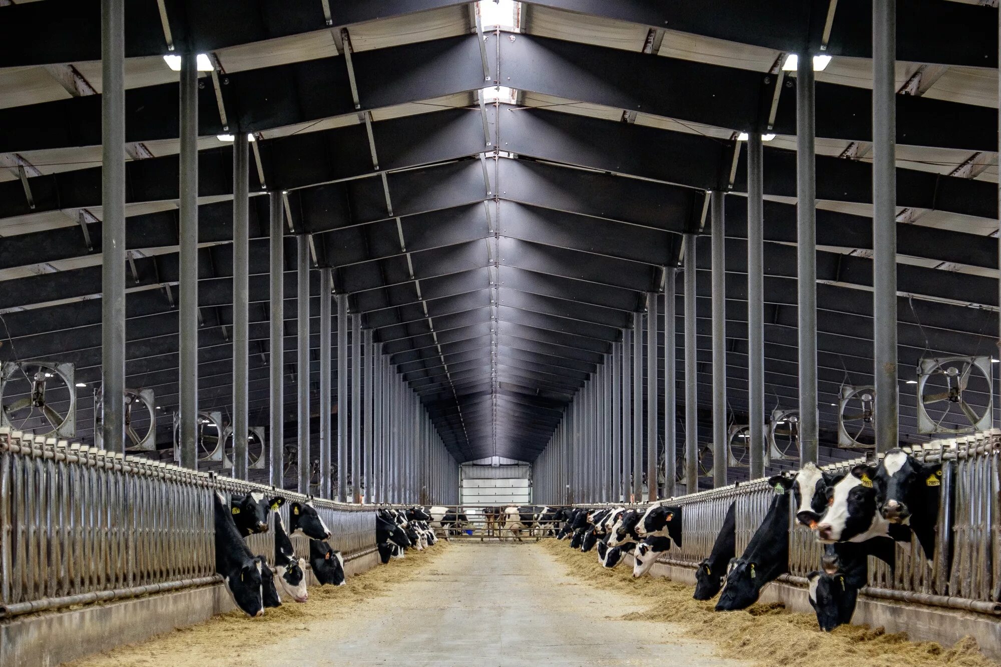 загон для коров. коровник сухостойных коров. предприятия крс. молочный комплекс крс троицкий. супервайзинг крс фирмы.