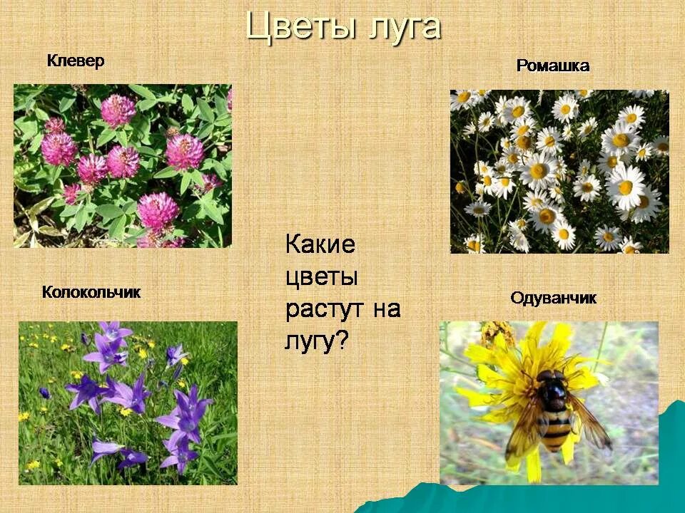 Посмотрите какие цветы растут. Растения растущие на лугу. Какие цветы растут на лугу. Растения которые растут на лугах. Луговые цветы названия.