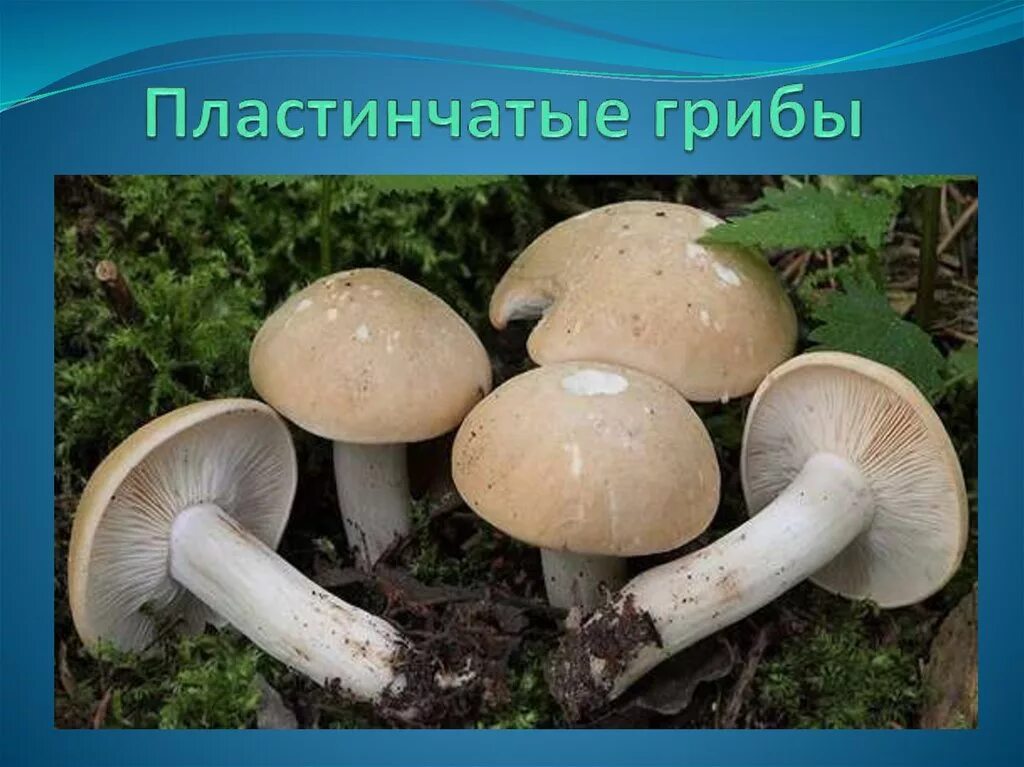 Пластинчатые грибы. Пластинчатые грибы названия. Пластичные грибы. Трубчатые и пластинчатые грибы. Различие пластинчатых грибов
