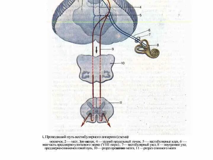 Корковые вестибулярного анализатора. Путь вестибулярного анализатора схема. Вестибулярный анализатор схема физиология. Схема вестибулярного анализатора схема.