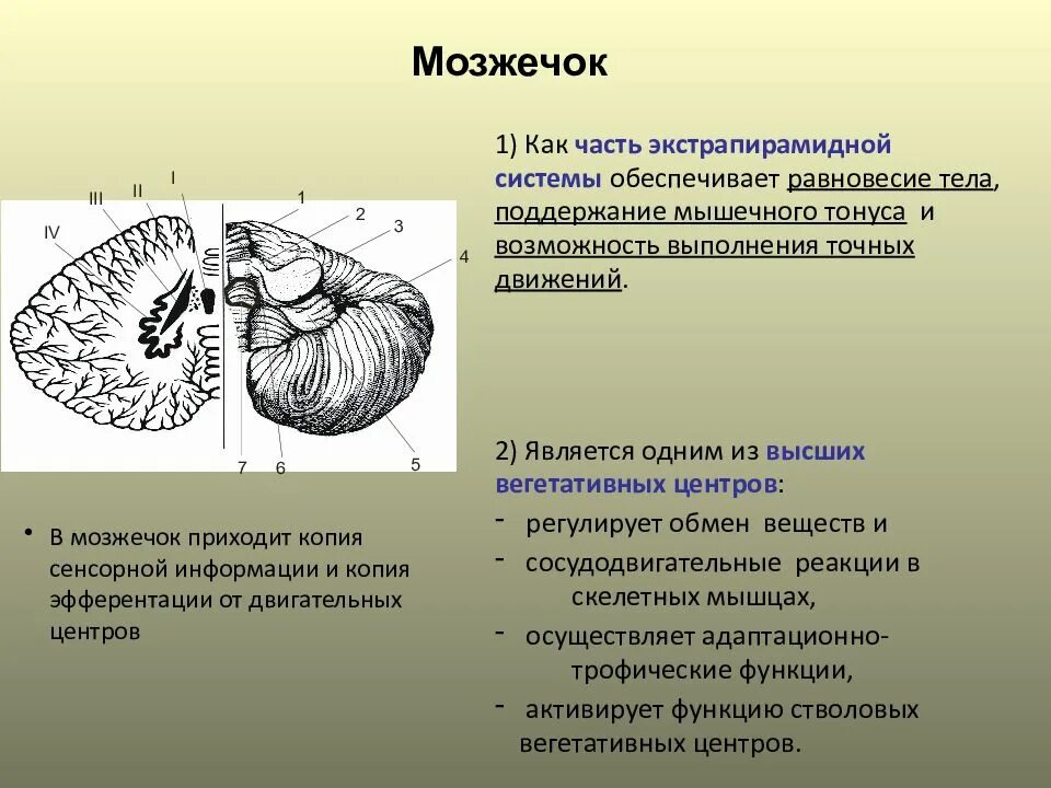 Мозжечок строение. Структуры отделов мозжечка. Главная функция мозжечка. Строение мозжечка человека.