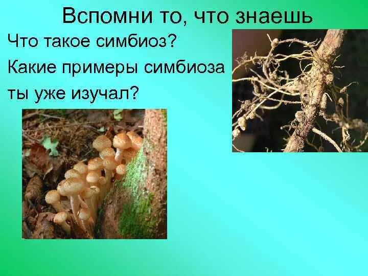 В симбиозе с древесными растениями живет