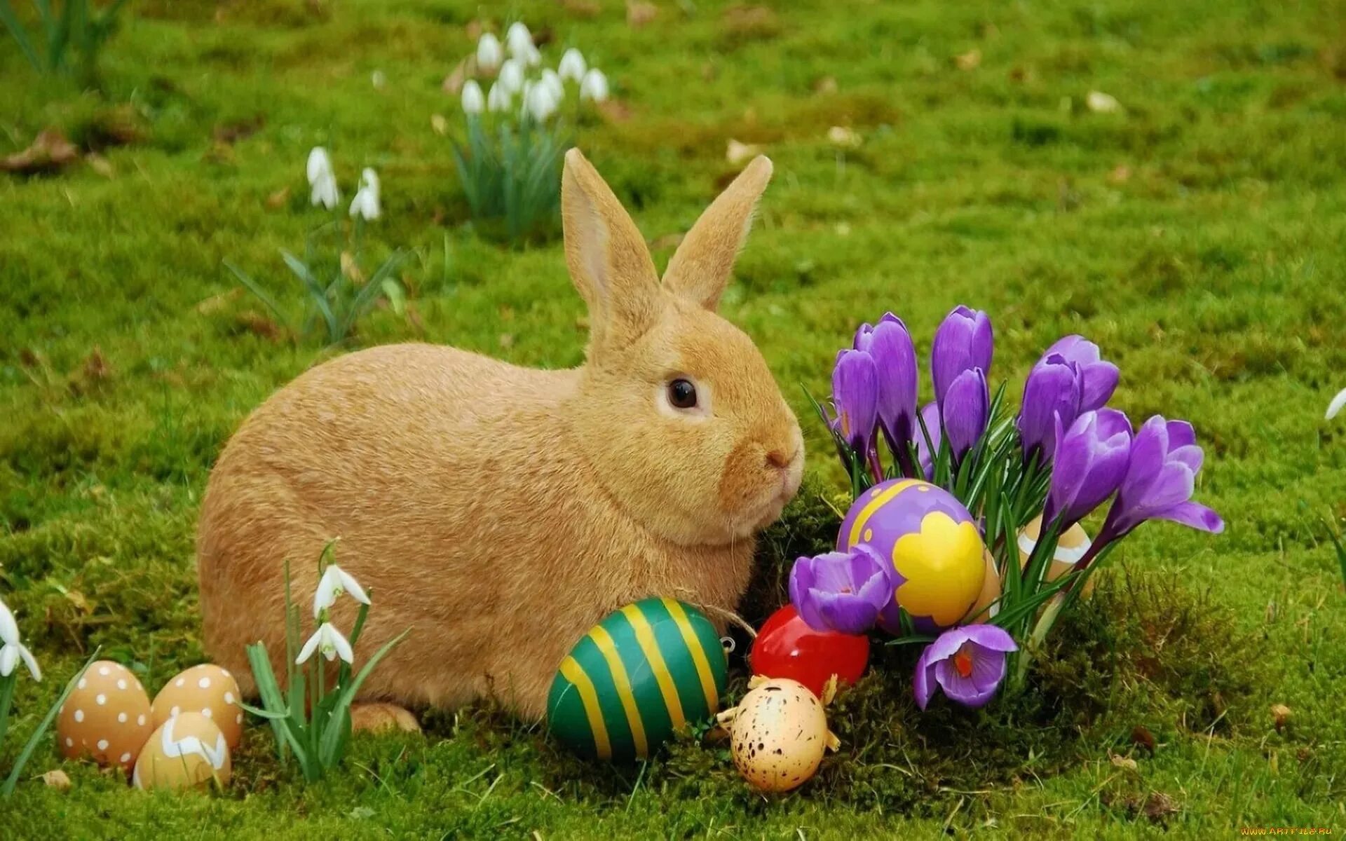 Пасхальный заяц (Osterhase). Пасхальный кролик Банни. Пасха кролик. Пасхальный заяц с яйцом. Пасхальный кролик где