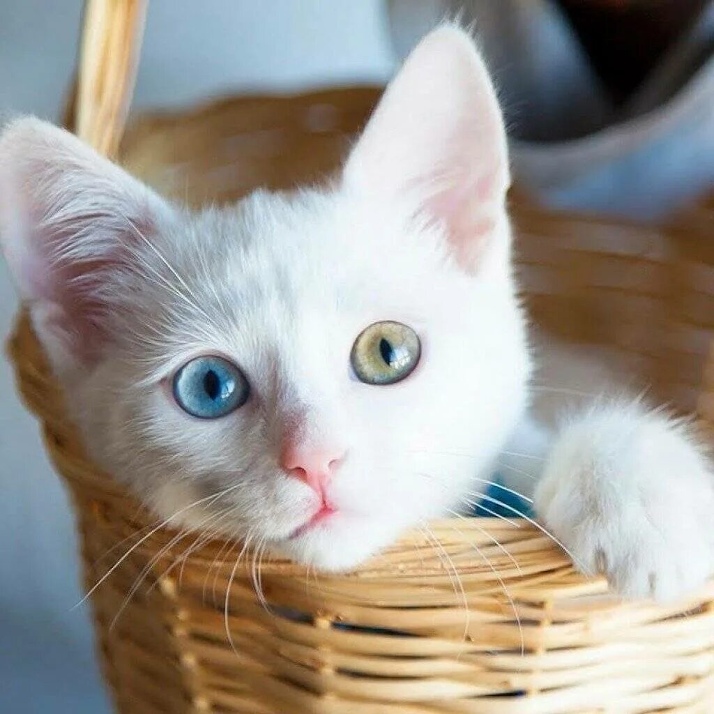 Котенок с разными глазами