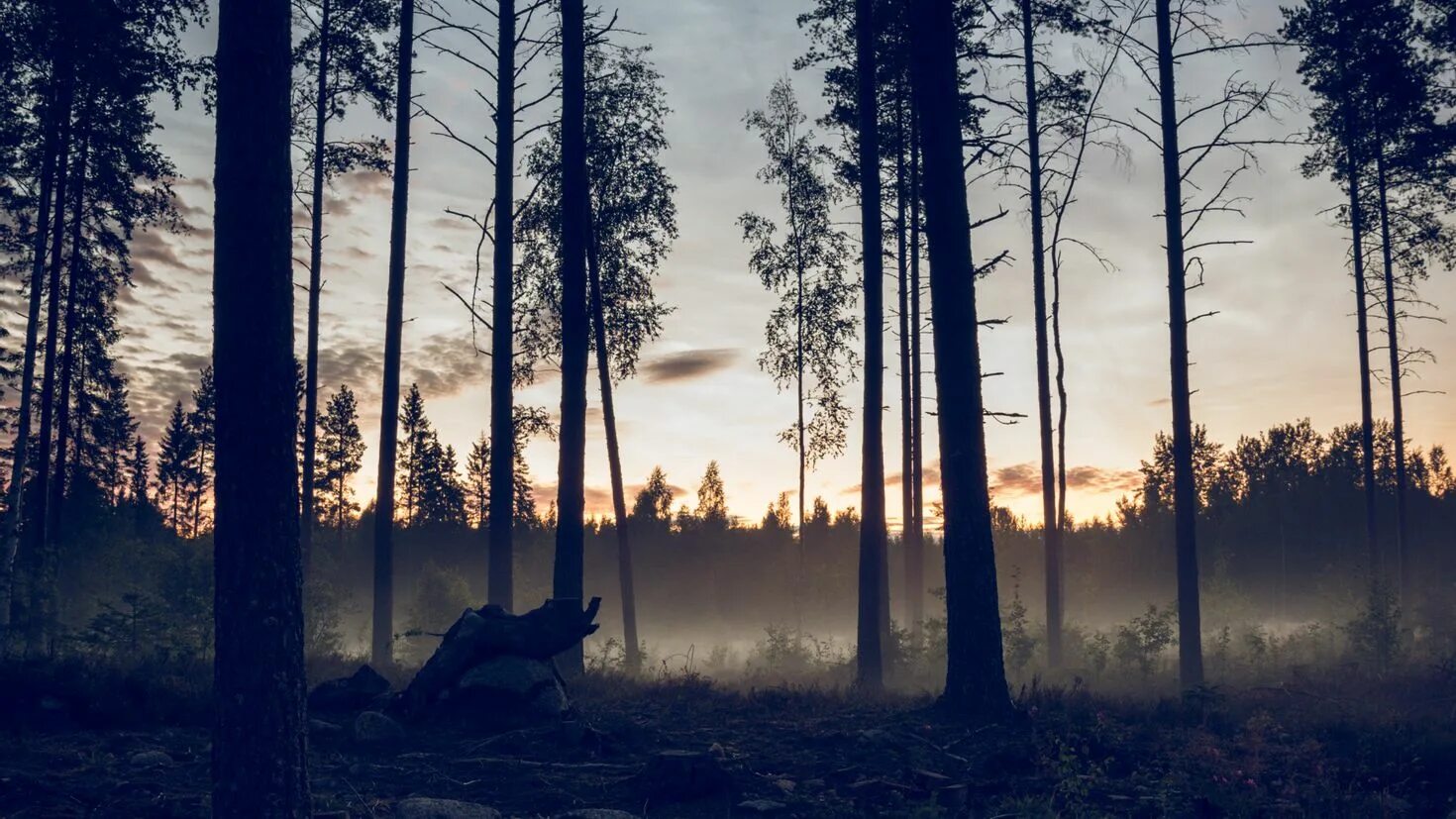 Красный лес. Четвертый лес. Лес эстетика. Лес. Bosco verticale (вертикальный лес).
