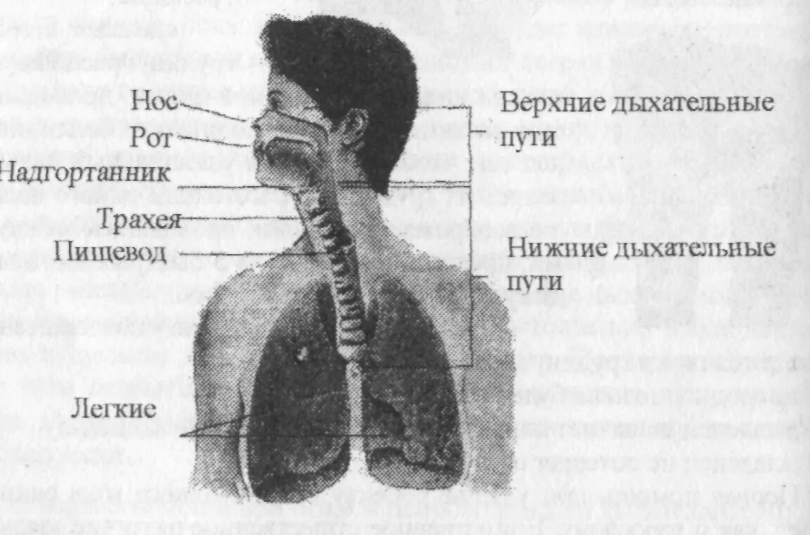 Вход в пищевод. Дыхательные пути человека и пищевод. Дыхательная трахея и пищевод. Расположение дыхательных путей и пищевода. Дыхательные пути и пищевод человека схема.