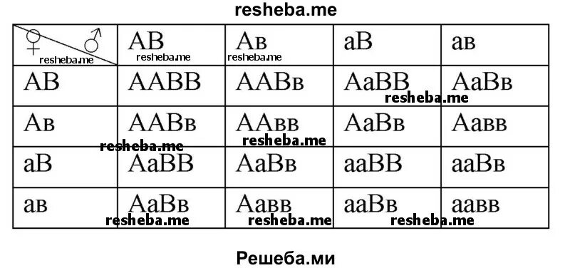 Дигетерозиготный генотип. Дигомозиготный генотип. Рецессивная дигомозигота. AABB это дигомозигота.