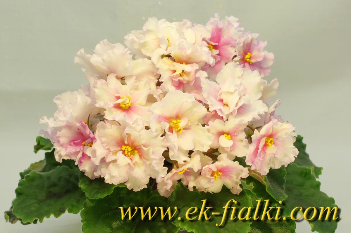 Фиалка чудо гороховое. Фиалка ек антарктида. Фиалка шедевр кондитера. Фиалка шедевр кондитера. Фиалка шедевр кондитера.