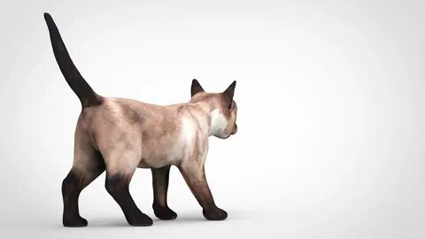 Cat in blender