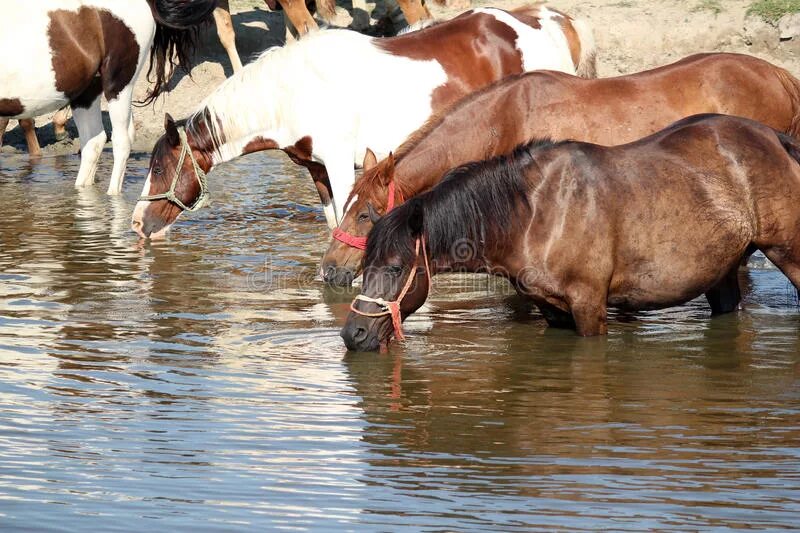 Лошадь пьет воду. Животные пьют воду. Корова пьет воду. Лошадь пьет воду из реки.