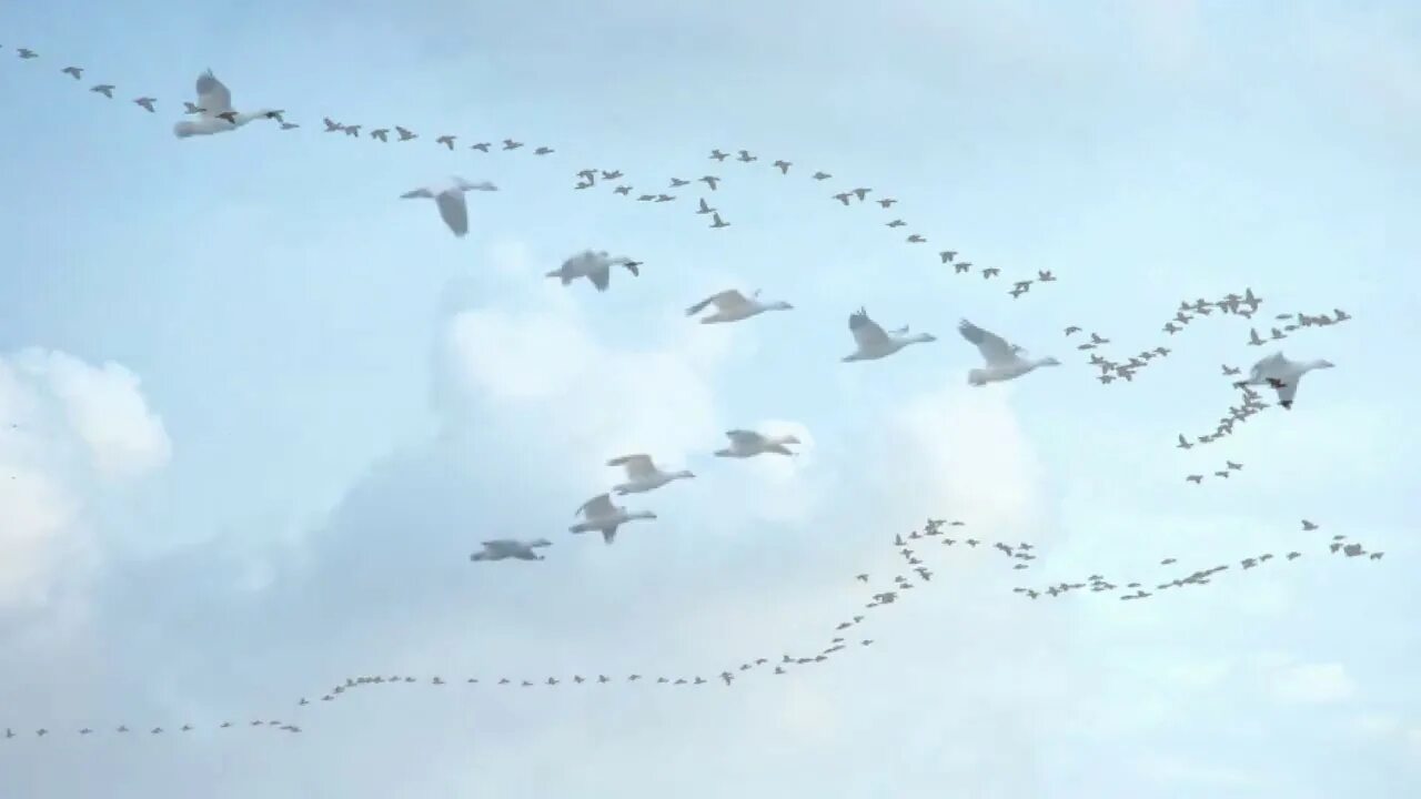 Клин птиц. Чёрные птицы над Сахалином. Птицы мигрирующие черное море. Клин гусей в небе. Глянь на небо птички летят колокольчики
