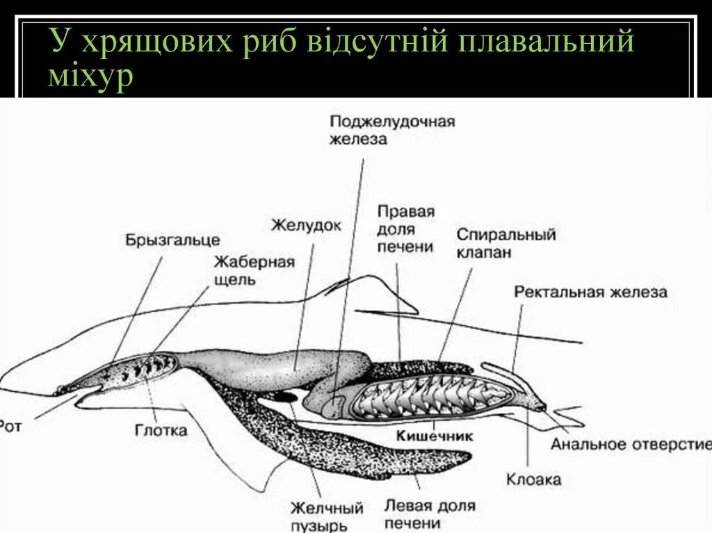 Особенности внутреннего строения щуки. Строение пищеварительной системы акулы. Схема строения органов пищеварения хрящевых рыб. Пищеварительная система акулы схема. Пищевариьельнаясистема у хрящевых рыб.