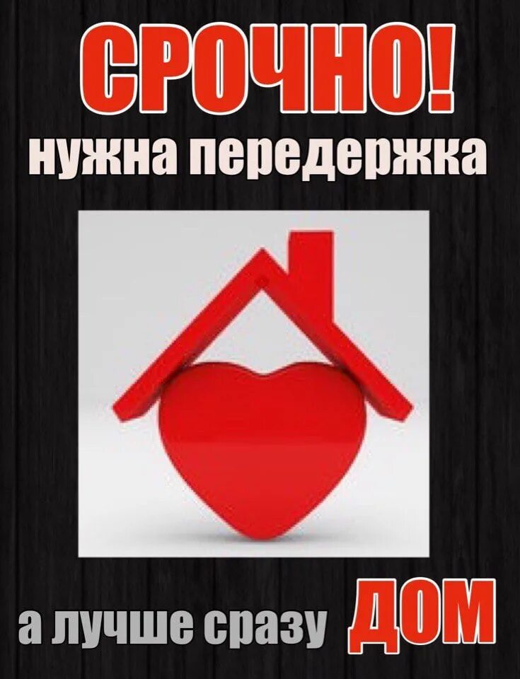 Срочно выручай. Срочно передержка или дом. нужна передержка или дом. срочно нужен дом. срочно нужна передержка.