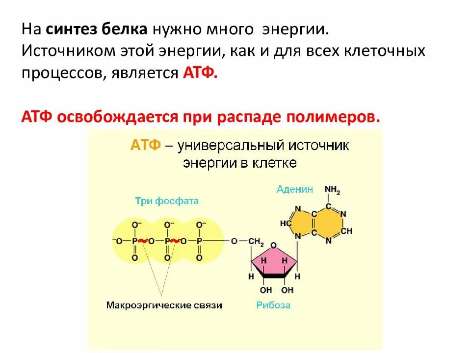 Атф белка функция. Атф источник энергии в клетке. атф универсальный источник энергии в клетке. синтез и распад атф. процесс образования атф.