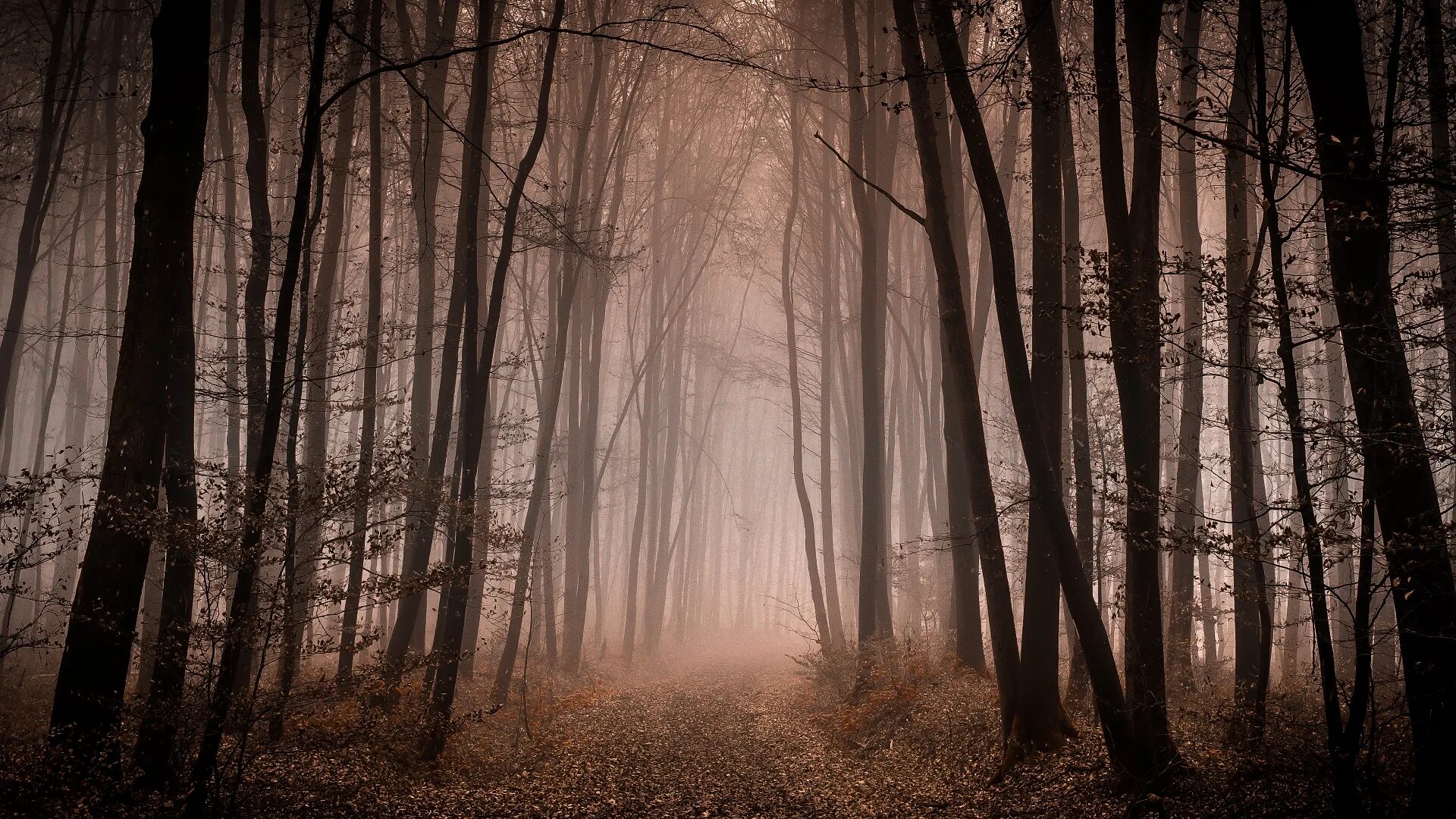 страшный лес. красивый темный лес. лес фон. дарк форест густой лес. «ночь в лесу».