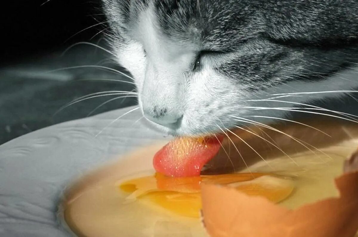 Можно давать собакам сырое яйцо. Кот кушает. Кошка ест сырое яйцо. Кот завтракает. Кот глазунья.