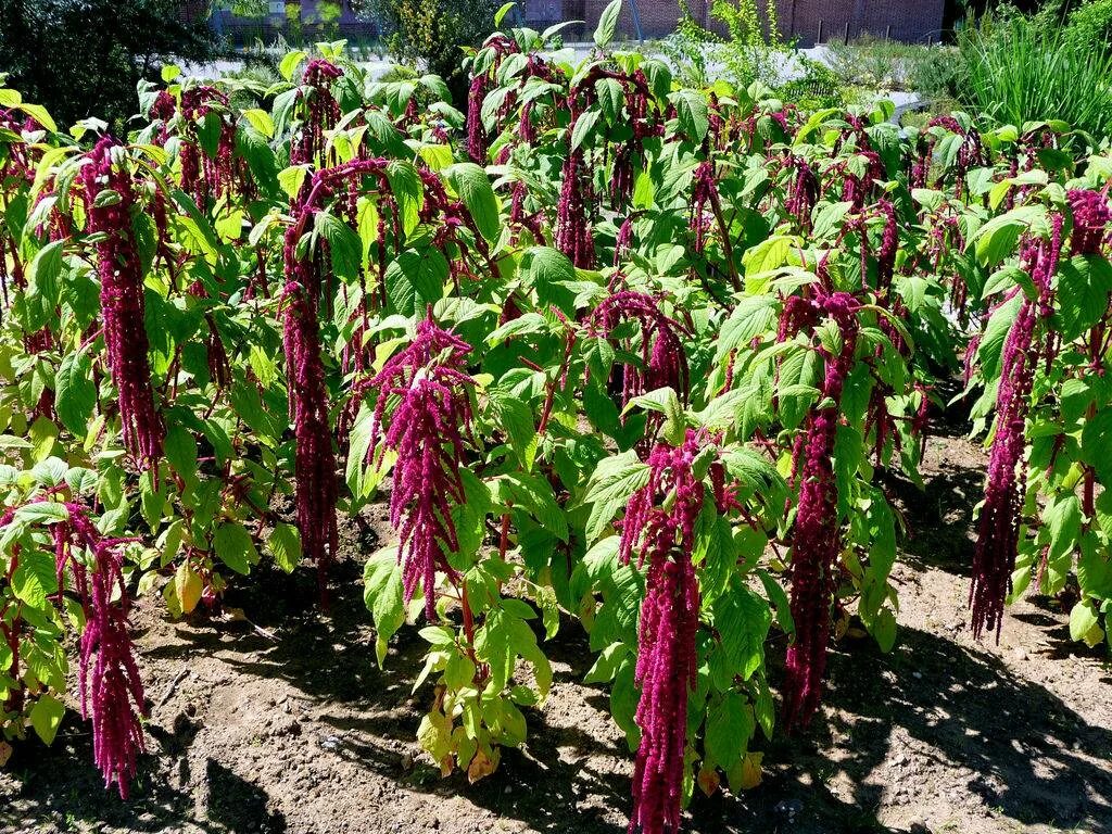 Амарант цветок. Как растет амарант. Амарант иллюминейшн. Как растет амарант. Амарант цветок.