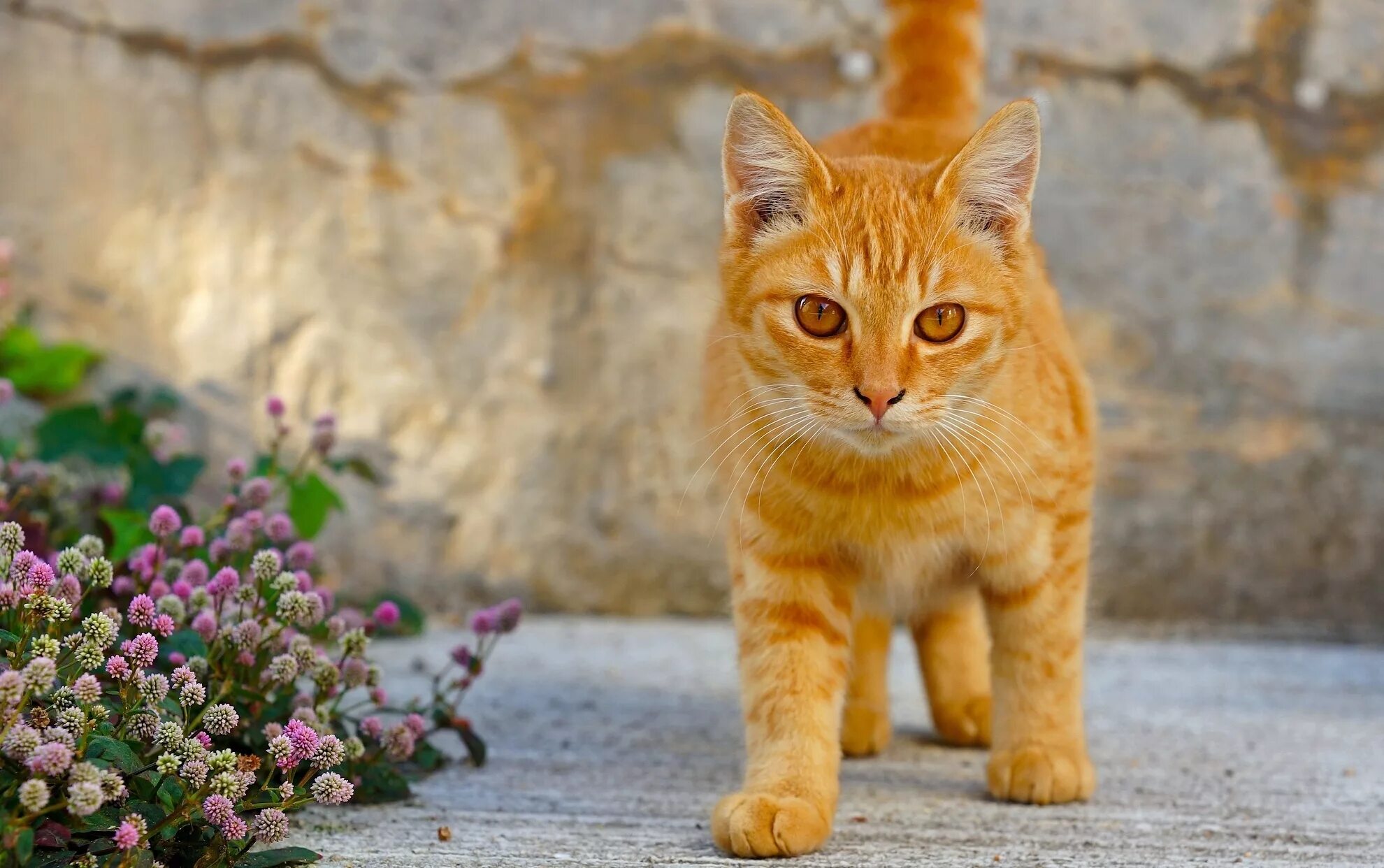 Охос азулес кошка рыжий. Бразильская короткошерстная кошка рыжая. Цейлонская короткошерстная кошка рыжая. Рыжий котёнок. Картинка кошка хорошая