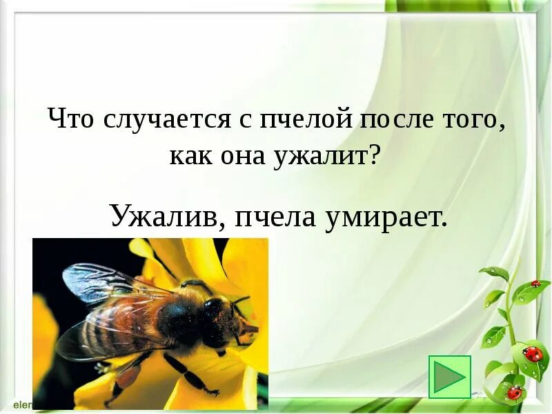 Умирают ли пчелы. Пчела погибает после укуса. Что происходит с пчелой после того как она ужалит.
