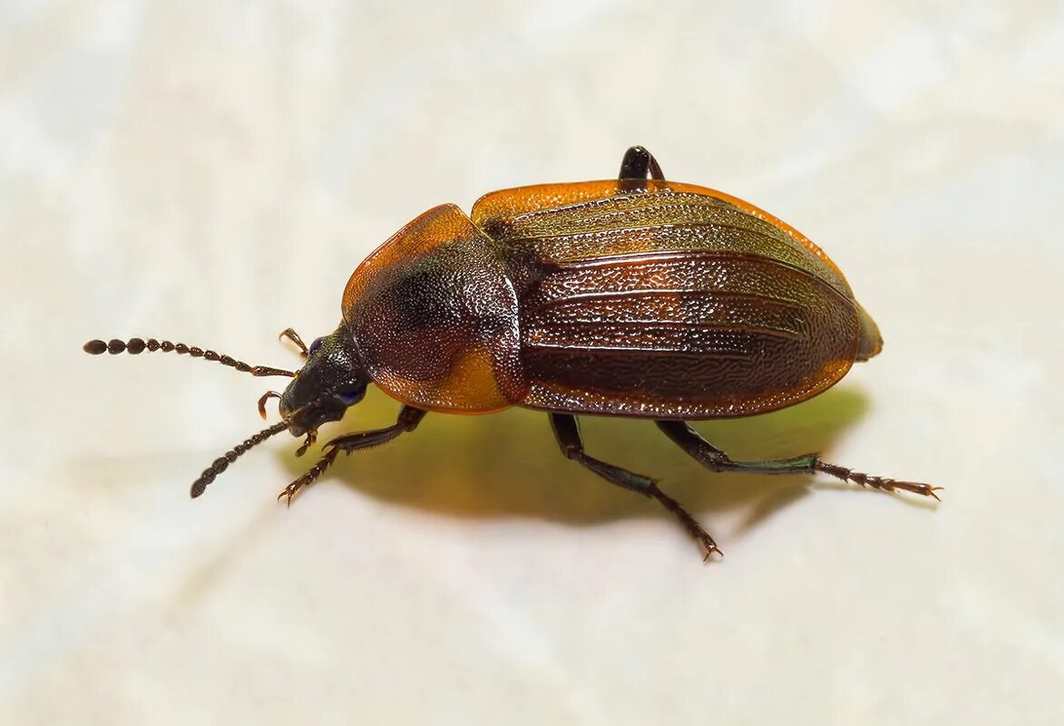 жучки букашки. жуки блестянки название. жучки букашки. жучки букашки. жук пандерус.