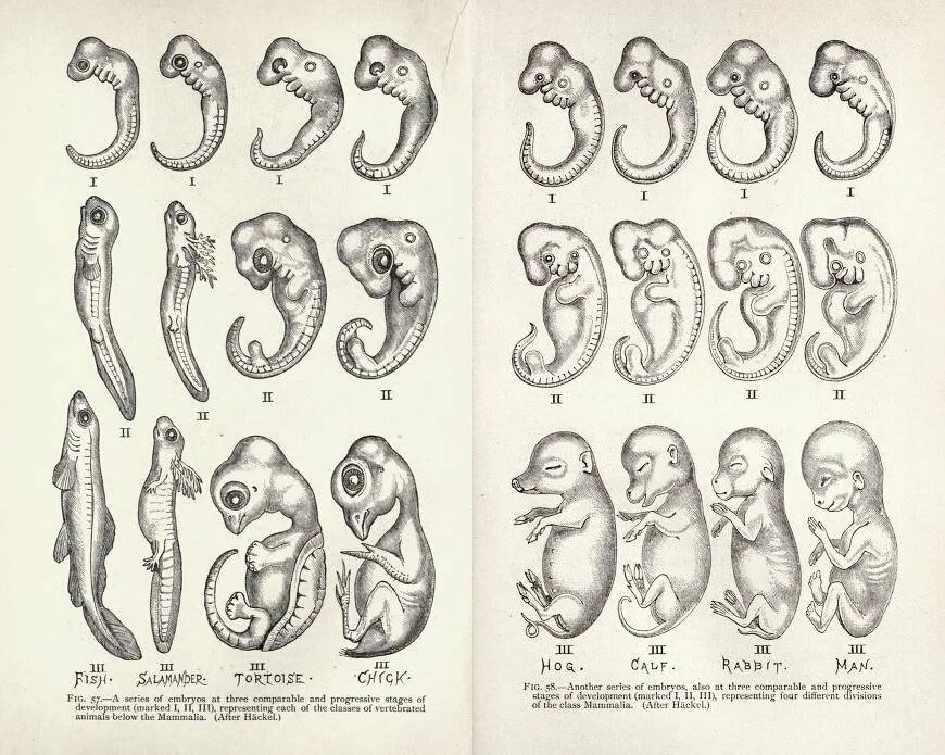Онтогенез позвоночных закон геккеля. Геккель рисунки эмбрионов. Эрнст Геккель эмбрионы. Эмбрионы Геккеля. Эрнст Геккель рисунки эмбрионов.
