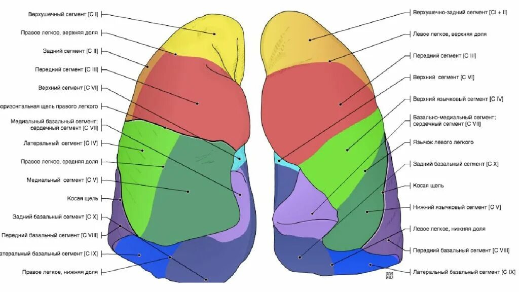 Легкое строение анатомия сегменты. Сегмент легкого s6. Сегмент s4 левого легкого. Сегмент s3 правого легкого. Нижние сегменты легкого