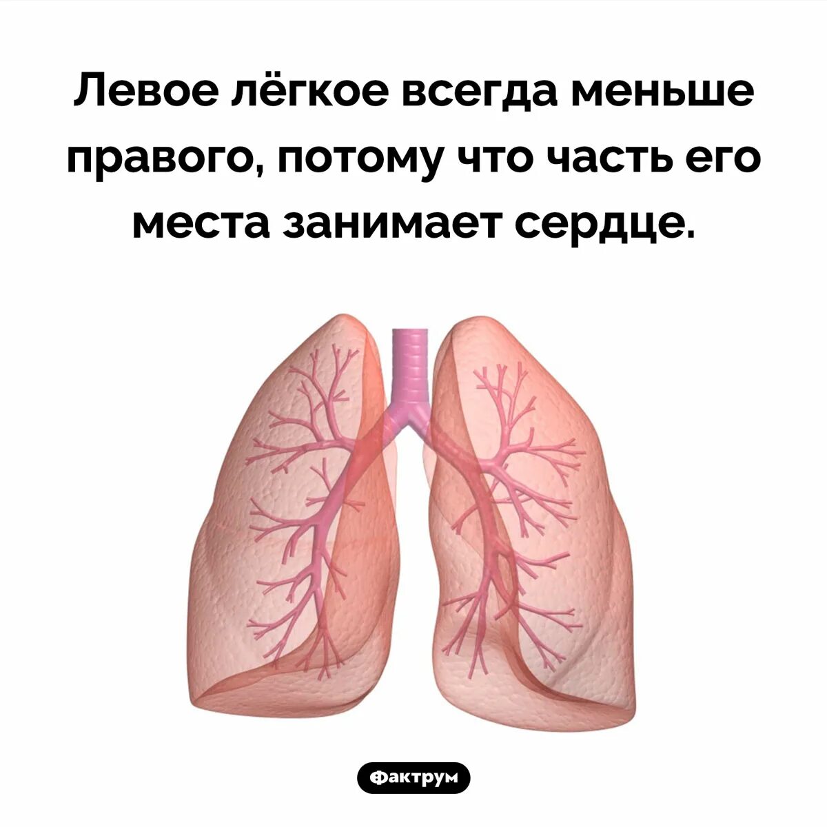 Какое легкое больше и почему. Правое легкое. Левое легкое. Левое легкое меньше правого. Строение легких.