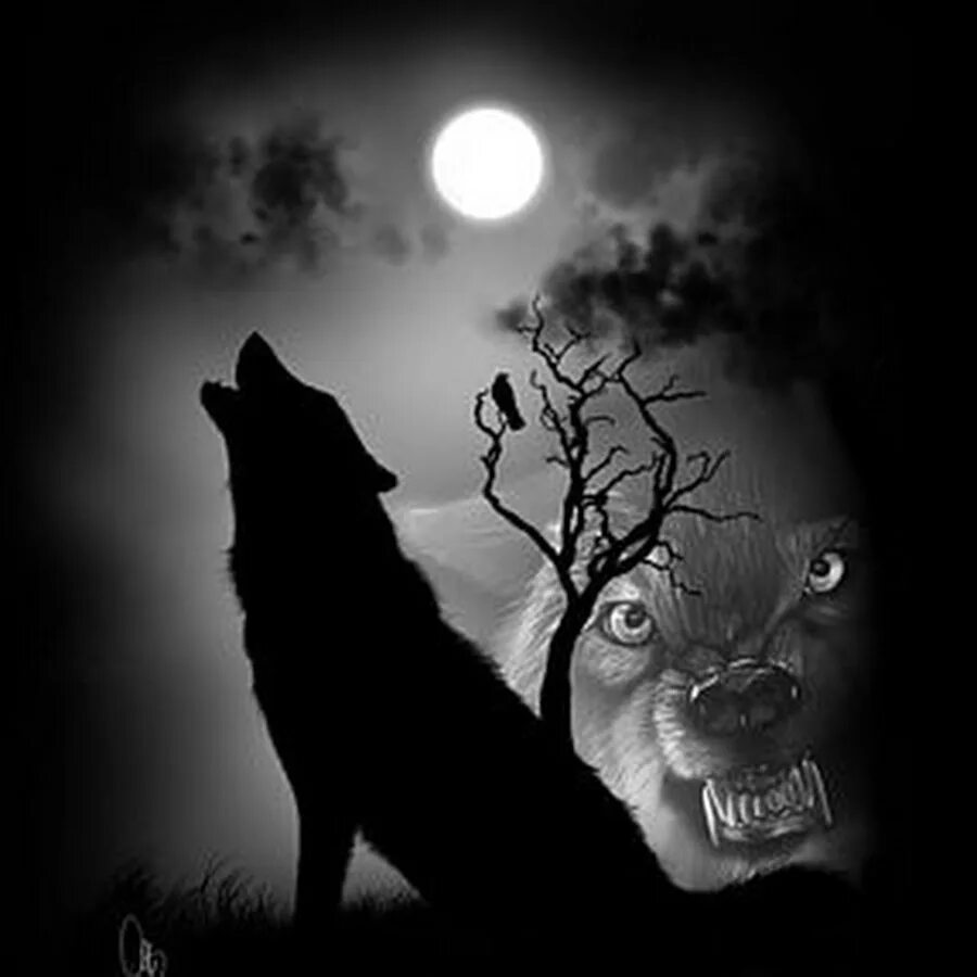 Волк выходит ночью. Волк на темном фоне. Злой волк. Черный волк. Волк в ночи.