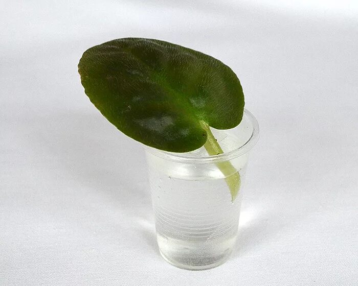 фиалка в стаканчике. листовой черенок узамбарской фиалки. фиалка в стаканчике. фиалка в стаканчике. детки фиалок в горшках.