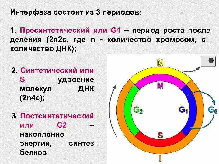 Интерфаза g1 s g2. Пресинтетический период интерфазы g1. Интерфаза g1 процессы. Клеточный цикл интерфаза. 3 этапа интерфазы