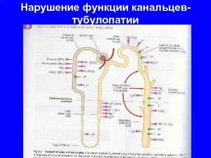 Какова роль почечных канальцев