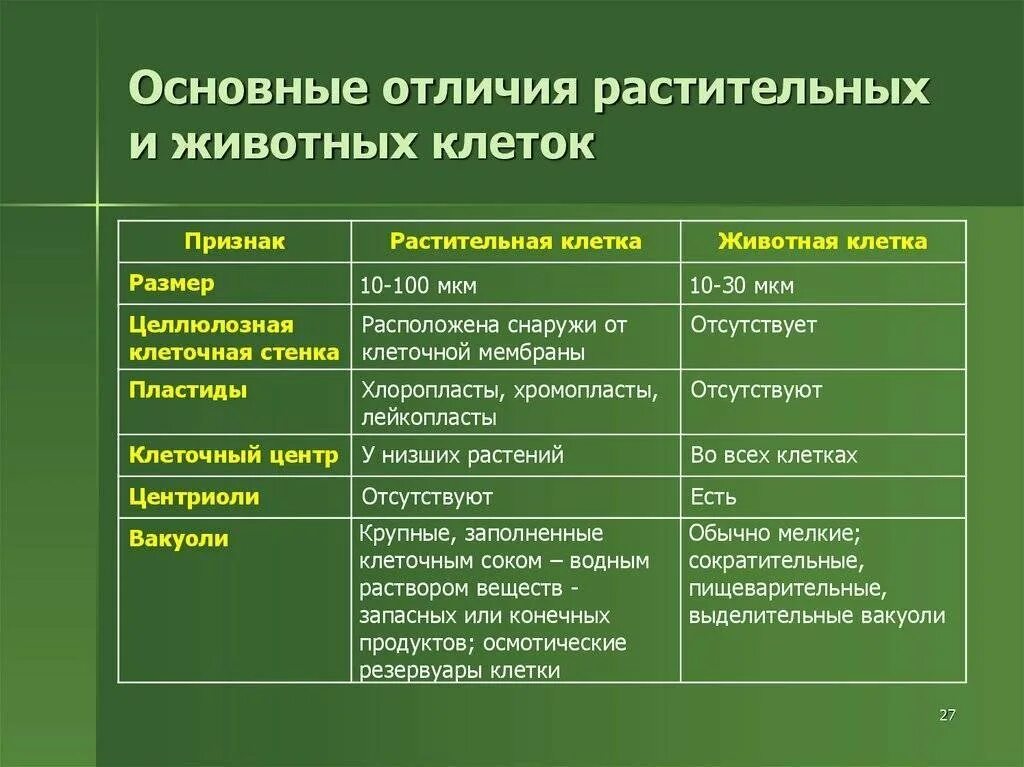 Прокариотическая и эукариотическая клетка различия. Различия прокариотической и эукариотической клеток. Признаки эукариотической клетки и прокариотической. Основные отличия эукариотической клетки от прокариотической.