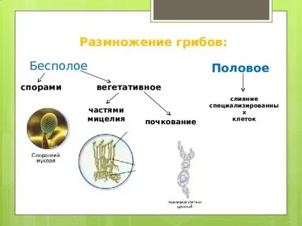 Бесполая спора