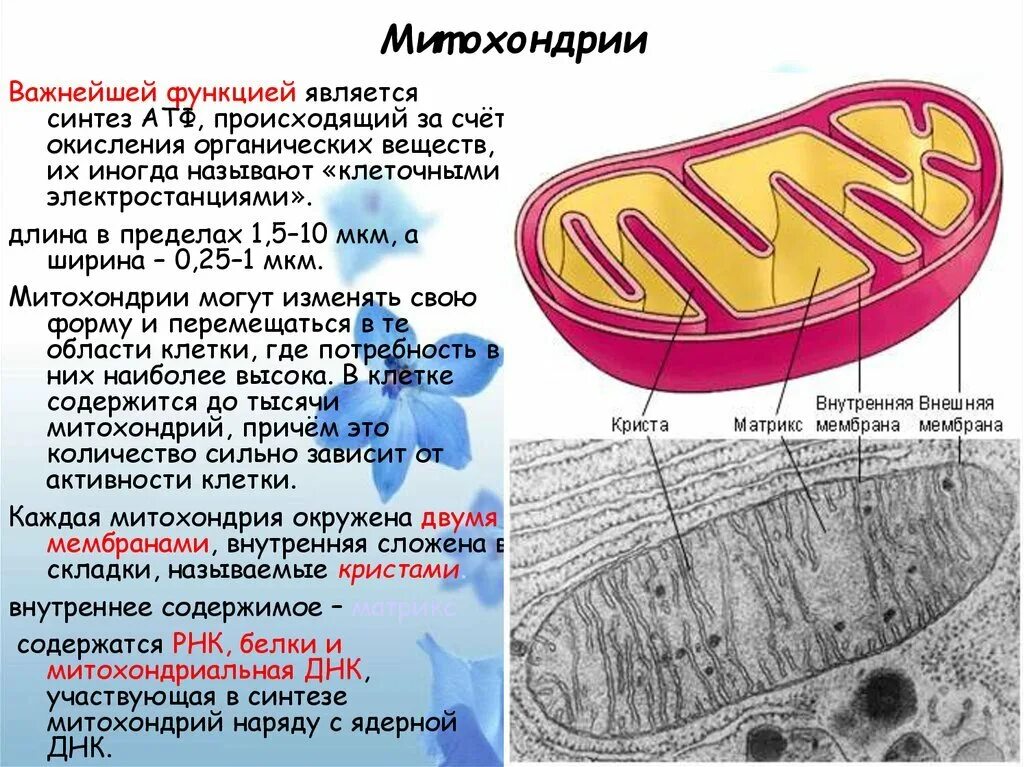 Митохондрия микротрубочка хлоропласт. Функции матрикса митохондрий. Строение митохондрии клетки. Митохондрии мембранные. Кристы и Матрикс митохондрий.